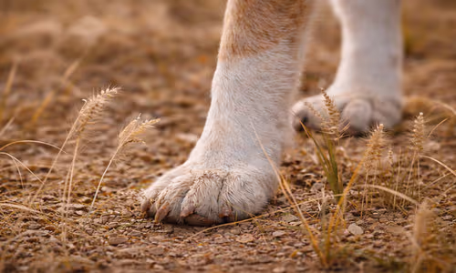 Foxtail hazards for pets
